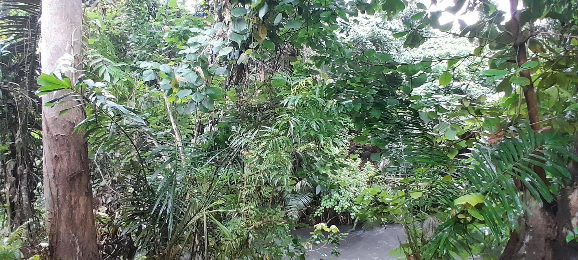 Renny'S Tangkoko Safety Stop Bitung Exterior foto