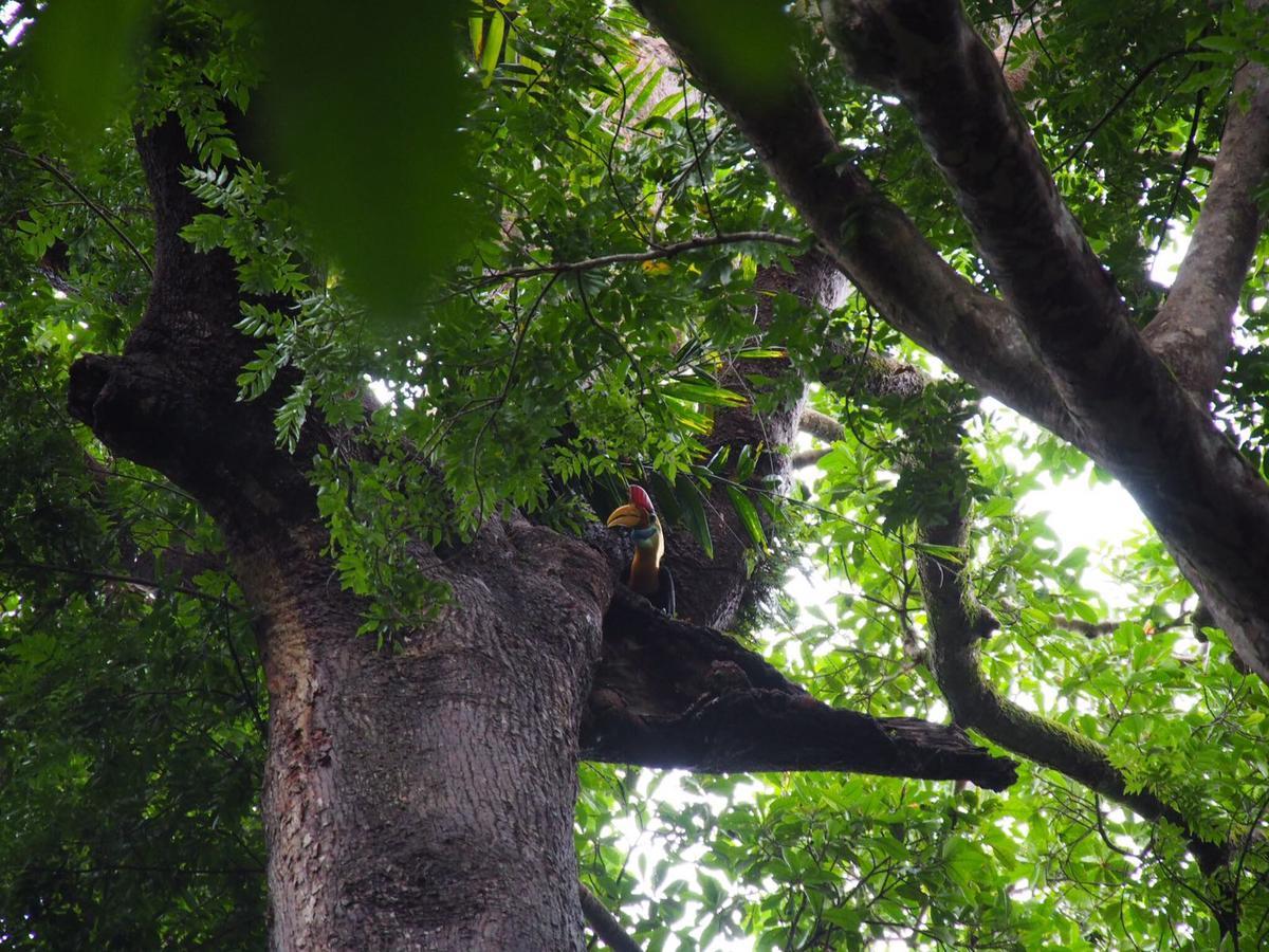Renny'S Tangkoko Safety Stop Bitung Exterior foto